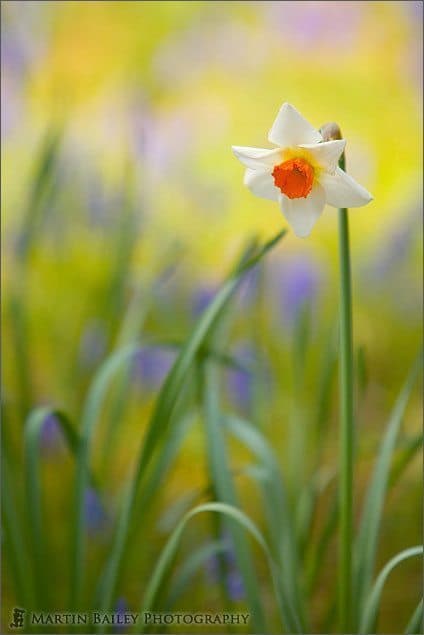 Watercolour Daffodil - Hitachi Park #18