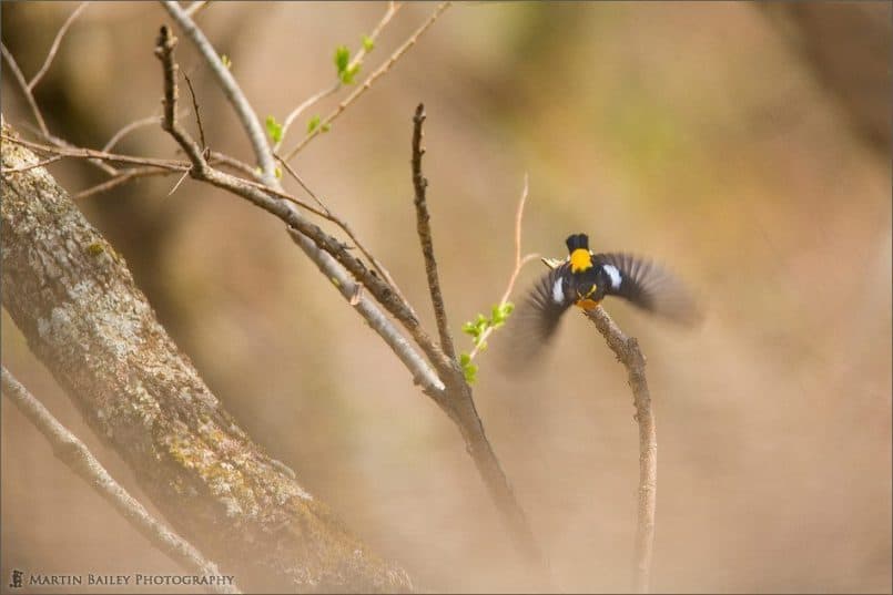 Narcissus Flycatcher Takes Flight