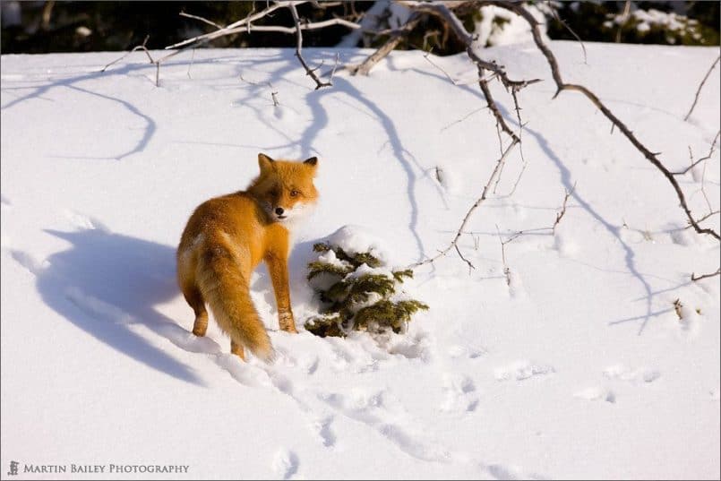 Hokkaido Fox