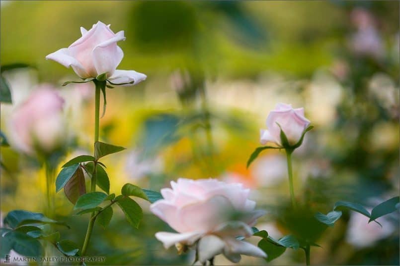 Pink Rose Wonderland