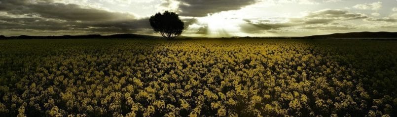 Golden crop © Paul Grinzi from Australia