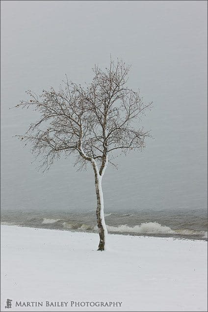 Tree on Wintry Shore