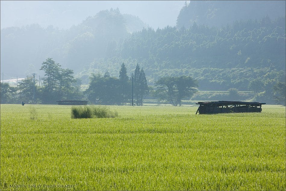 Early Morning Joboji Rice Fields
