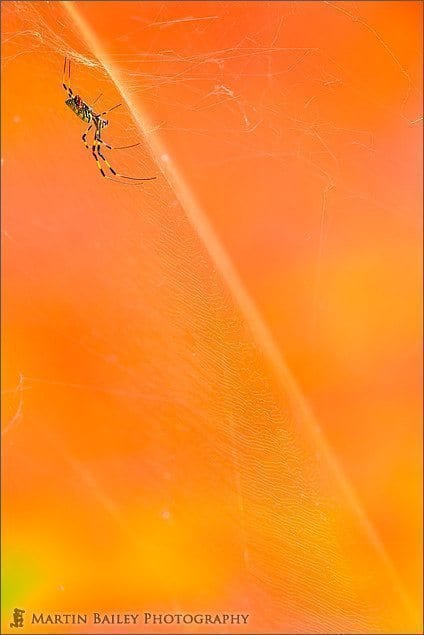 Spider on Orange