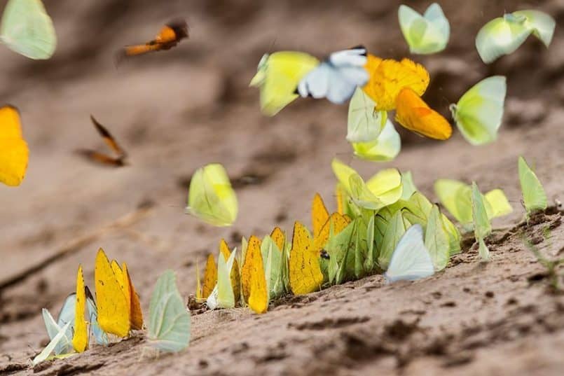 Butterflies-on-sand