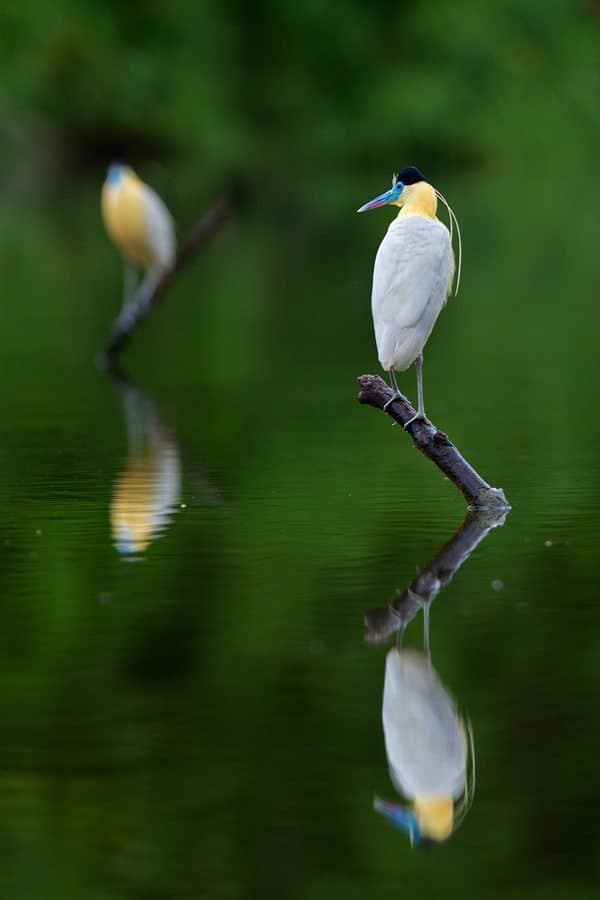 Capped Heron Reflections