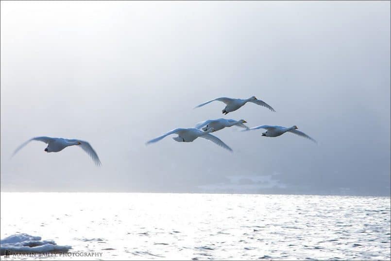 Kussharo Lake Whooper Swans