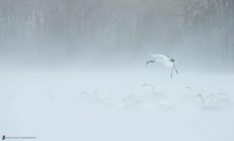 Crane Lands in Snow Storm