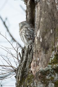 Sleeping Ural Owl