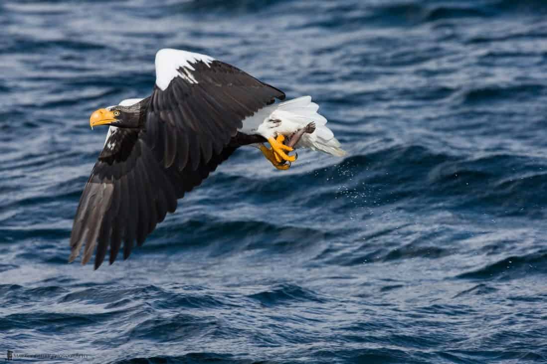 Steller's Sea Eagle Catching a Fish