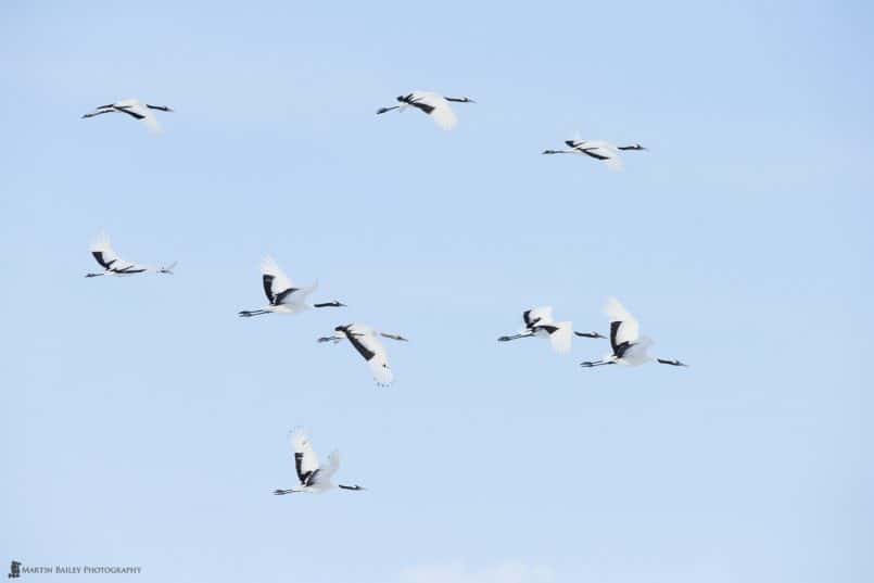 Nine Red-Crowned Cranes in Flight