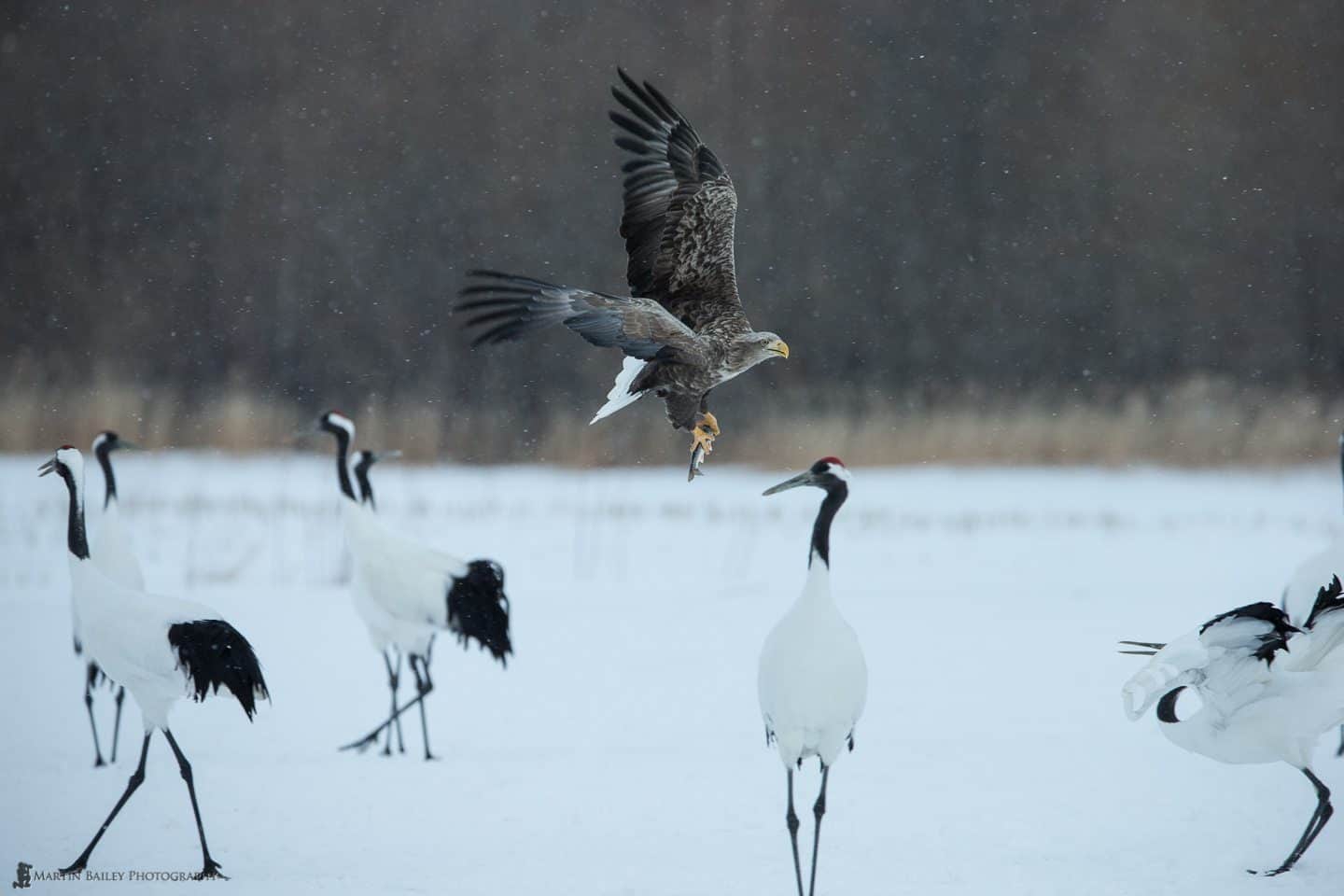 White-Tailed Eagle with Catch