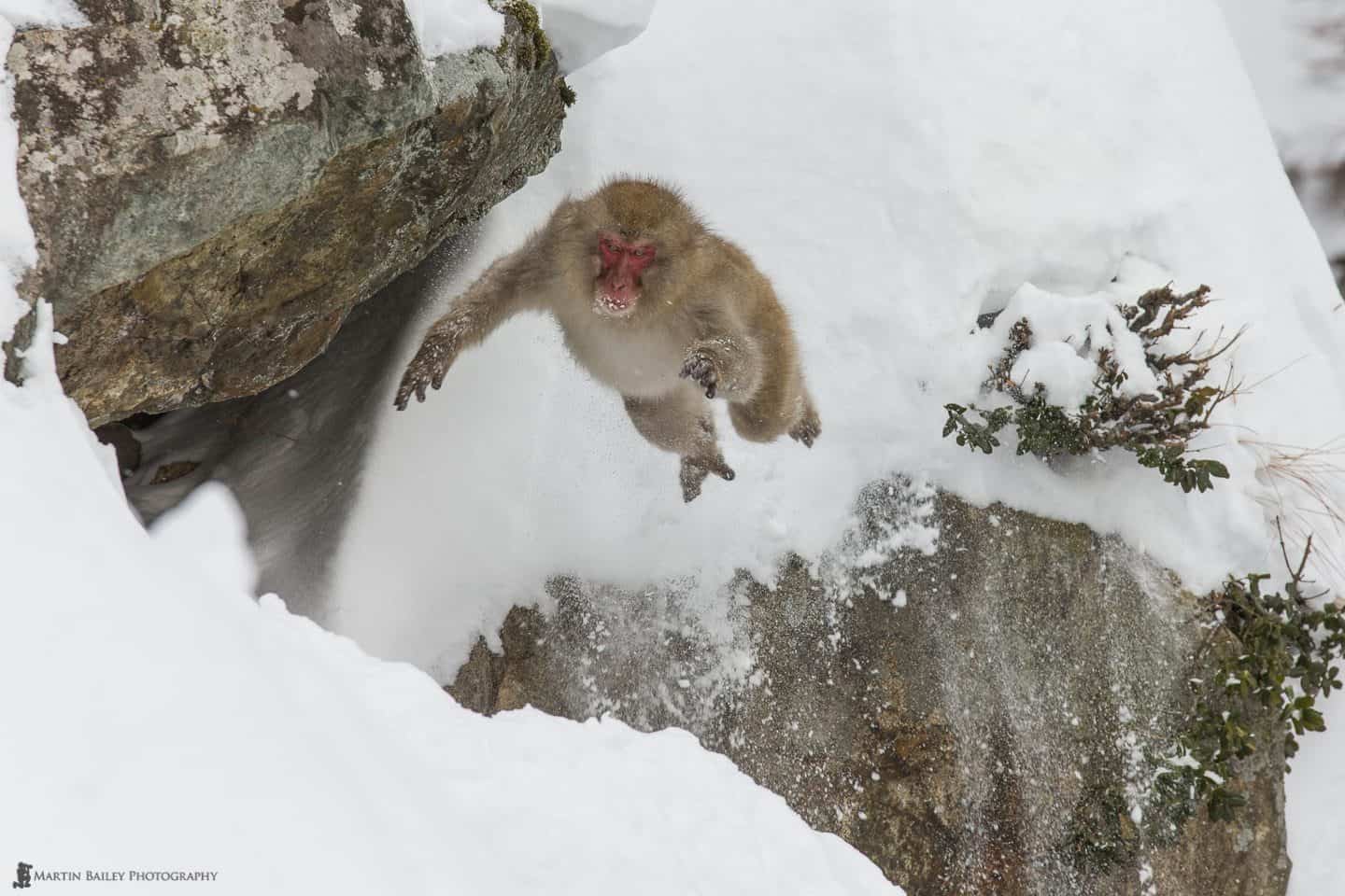 Leaping Snow Monkey