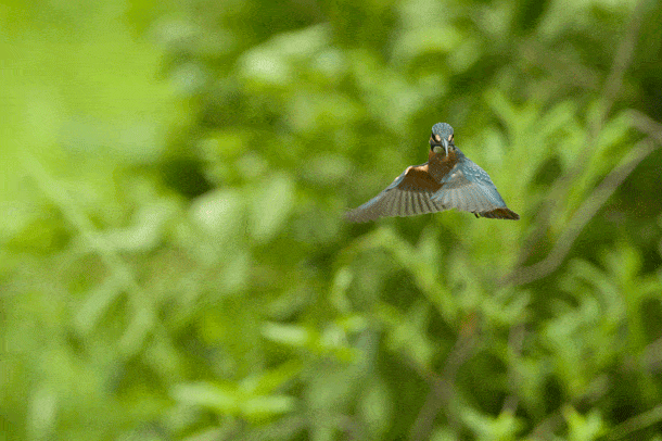 Kingfisher Animated GIF