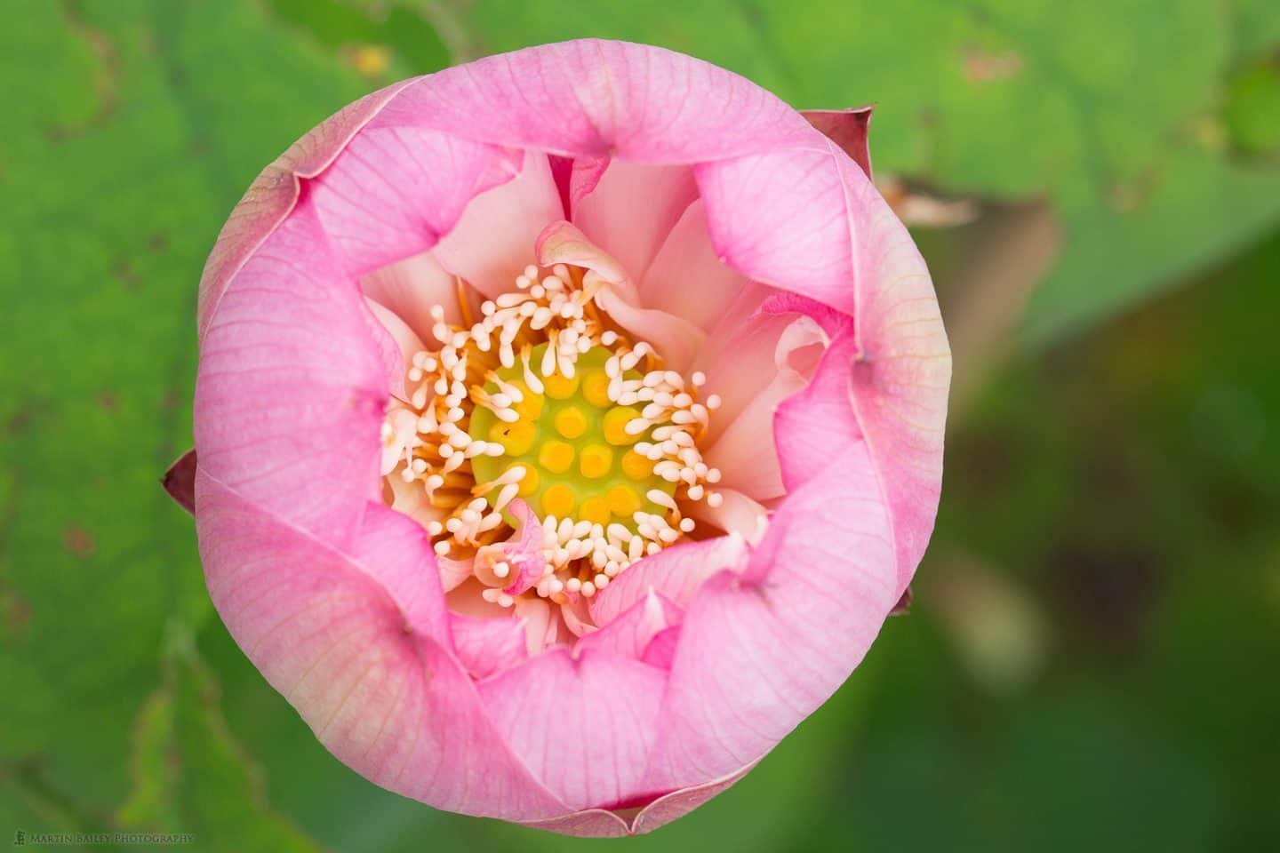 Lotus Flower Interior - Original Color Version