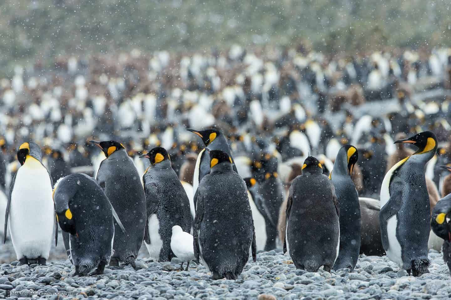 King Penguins in Snow