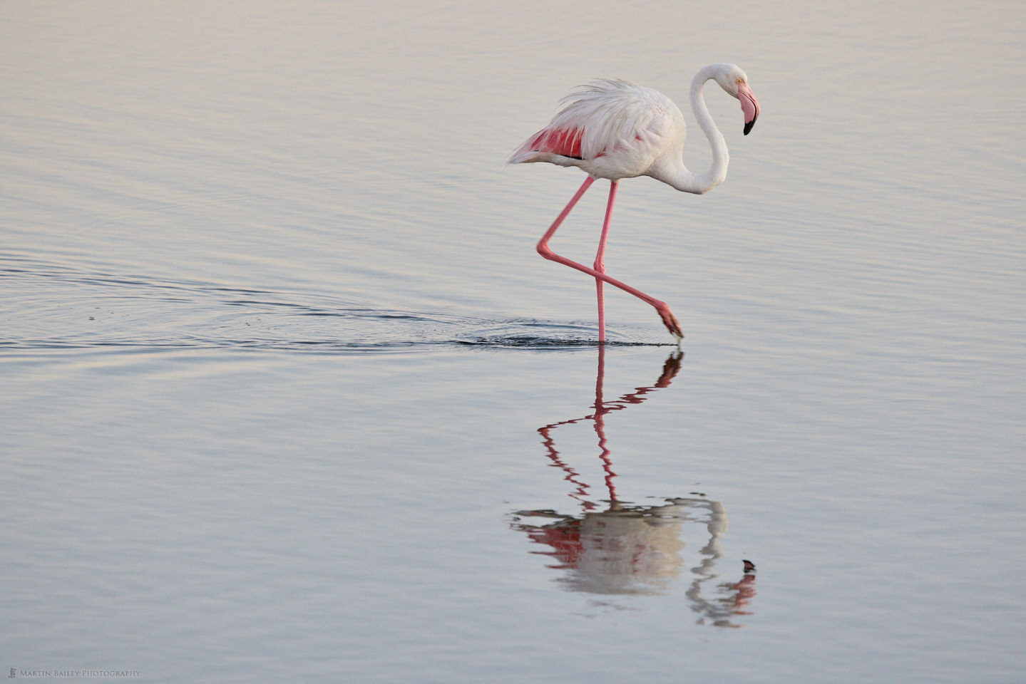 Flamingo Before Sunrise