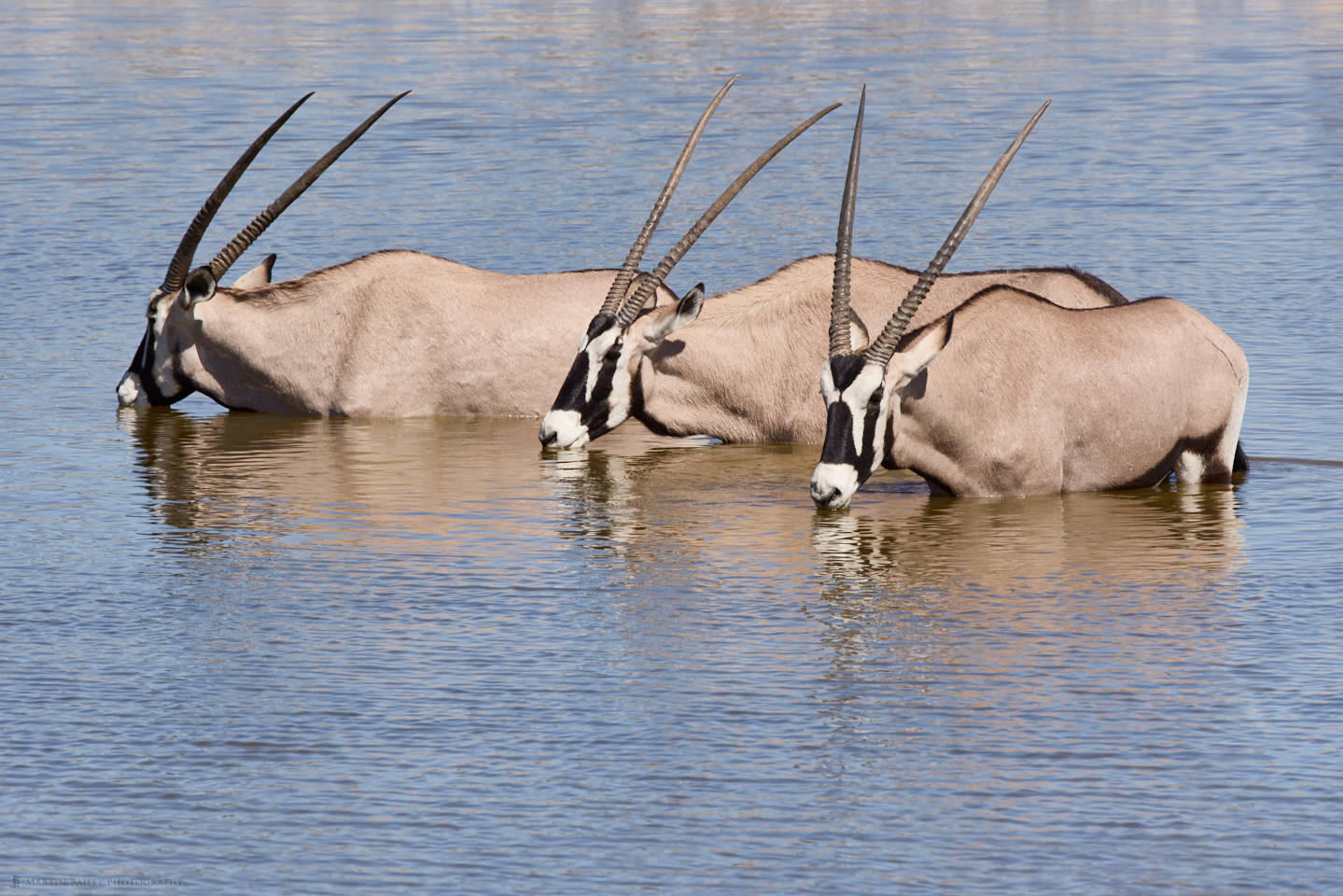 Drinking Oryx