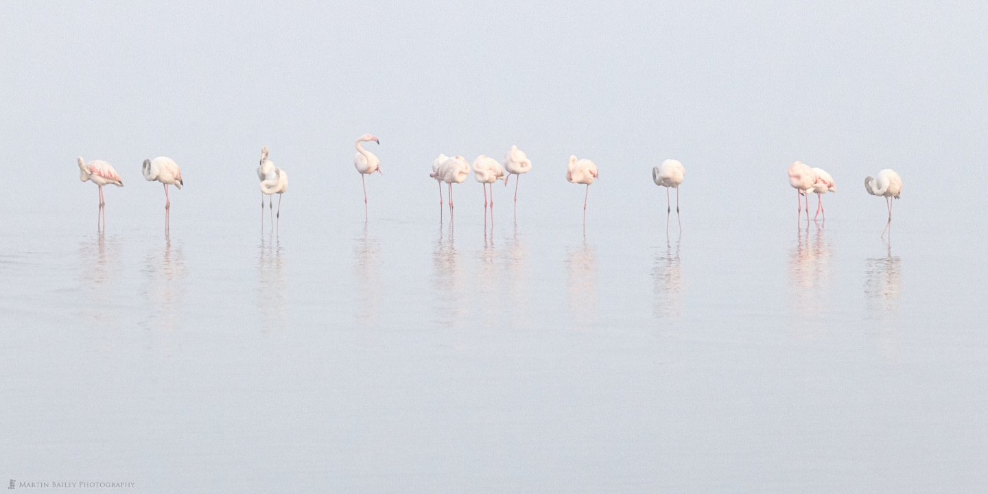 Morning Flamingoes