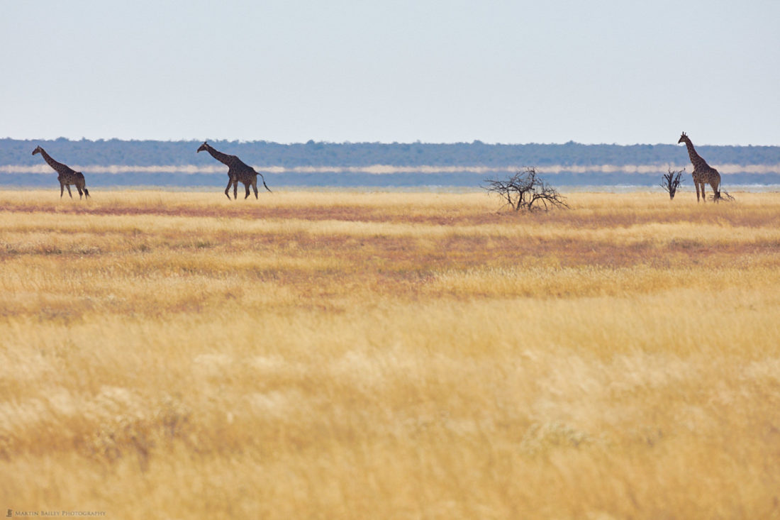A Journey of Giraffes