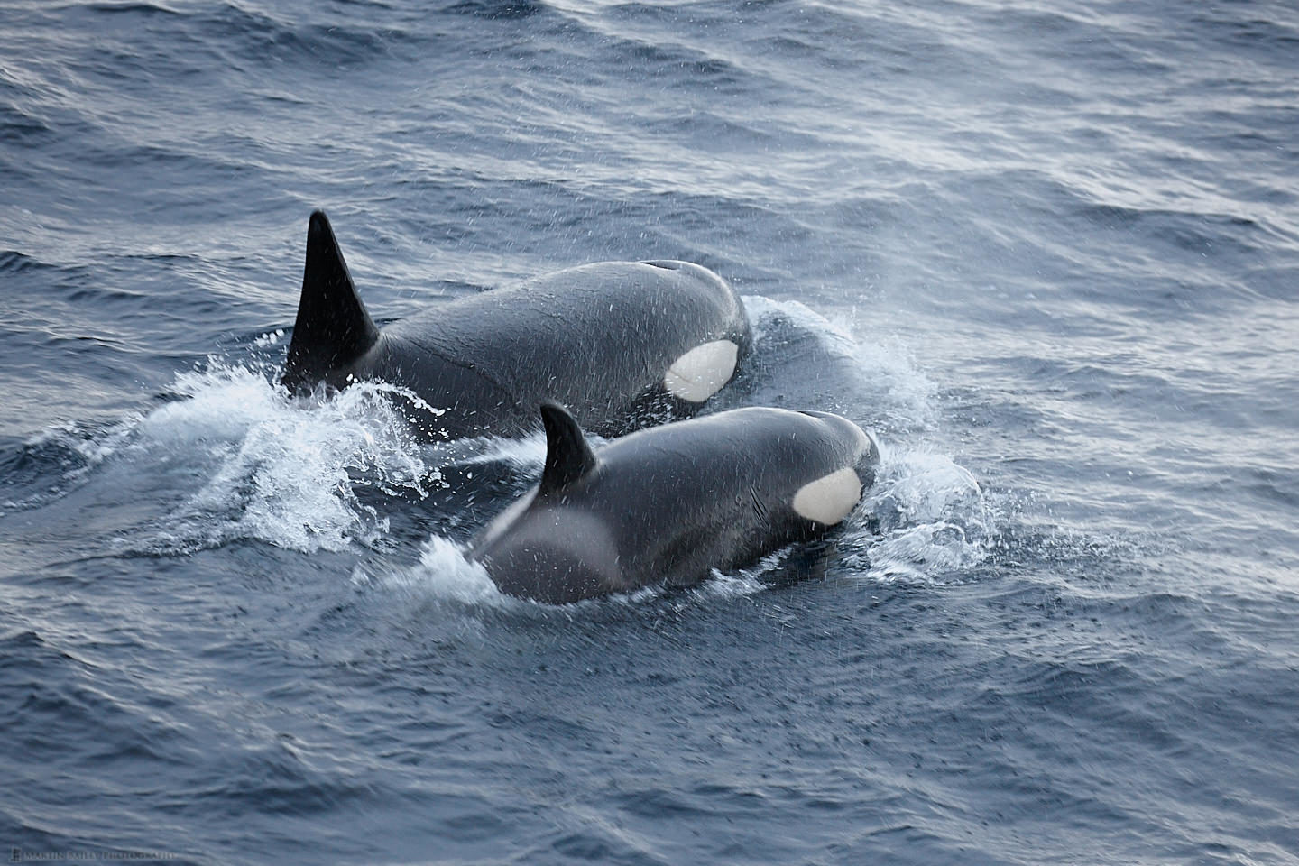 Mother and Baby Orca