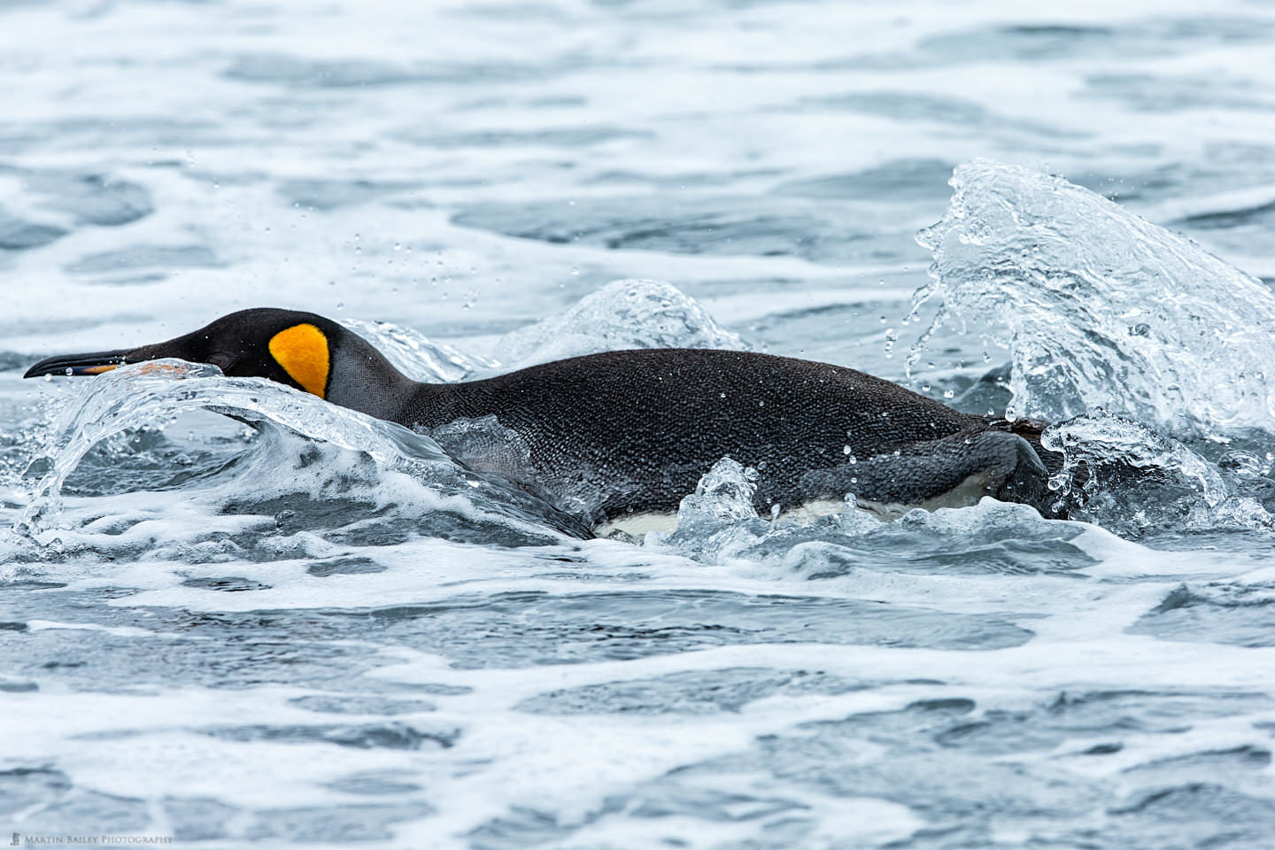 King Penguin Takes a Dive