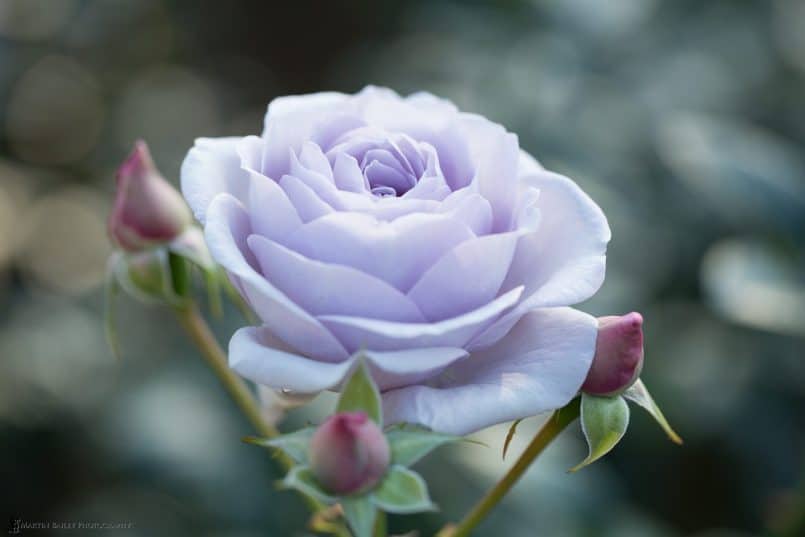 Violet Rose(original)