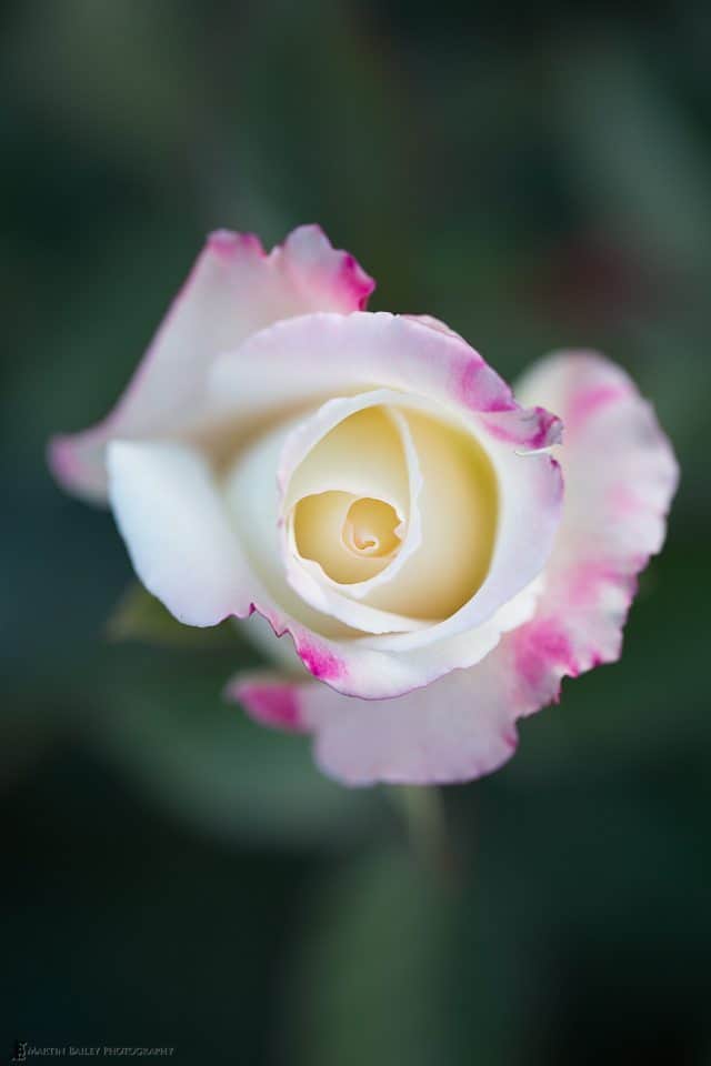 Pink and White Rose (original)
