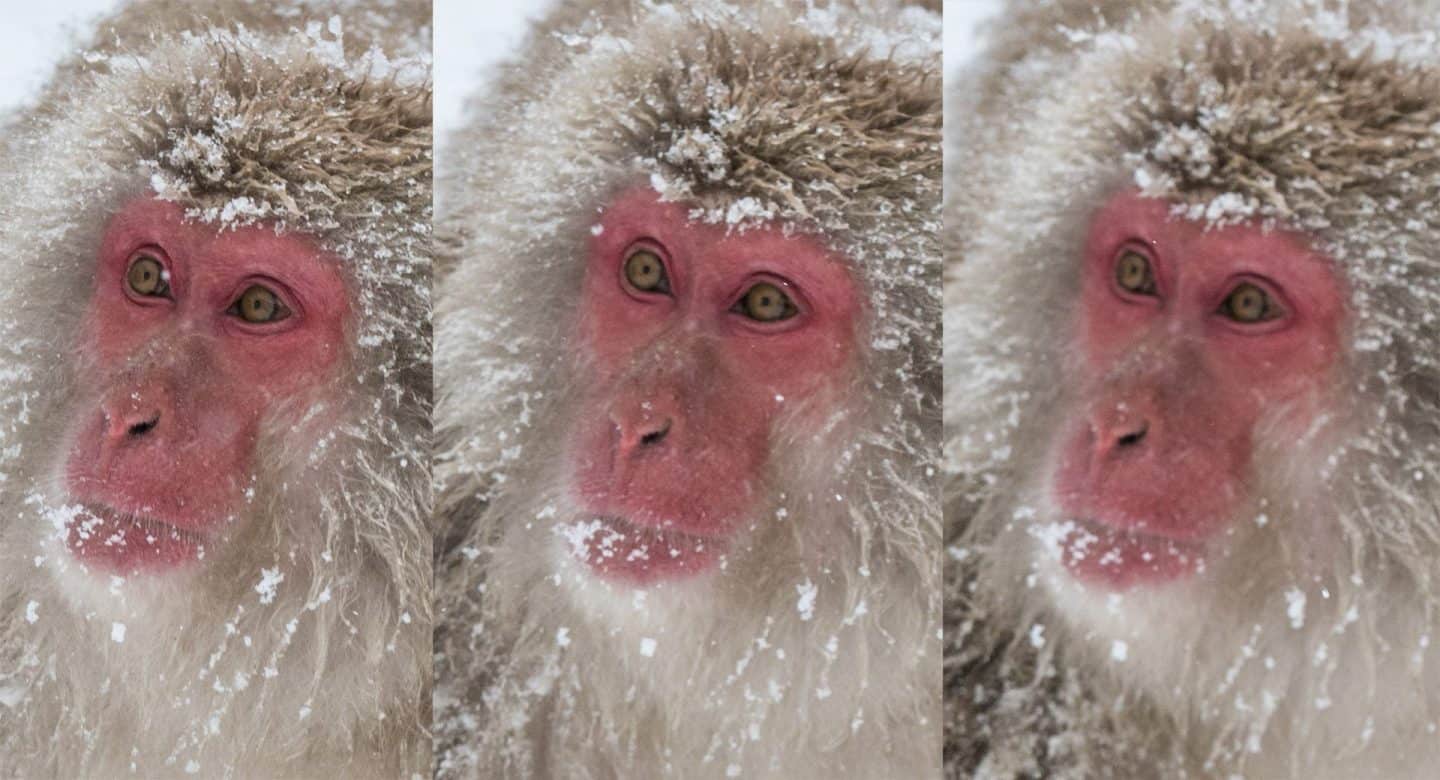 Snow Monkeys Out of Focus - 66% Crop