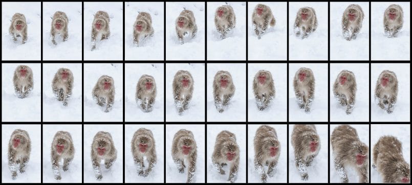 Snow Monkey Autofocus Test