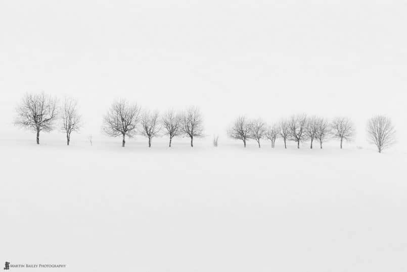 Takushinkan Trees in Snow