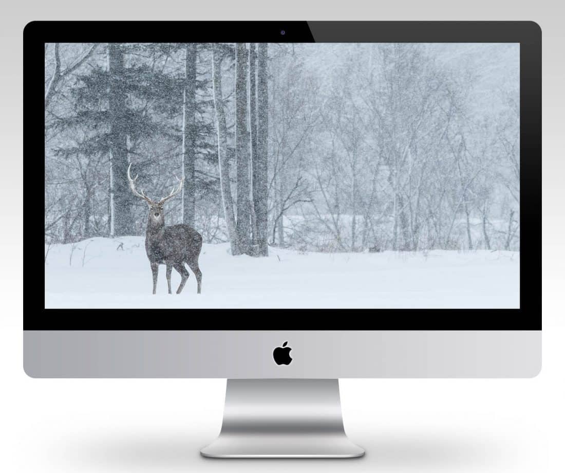 Ezo Deer Stag Wallpaper Mockup