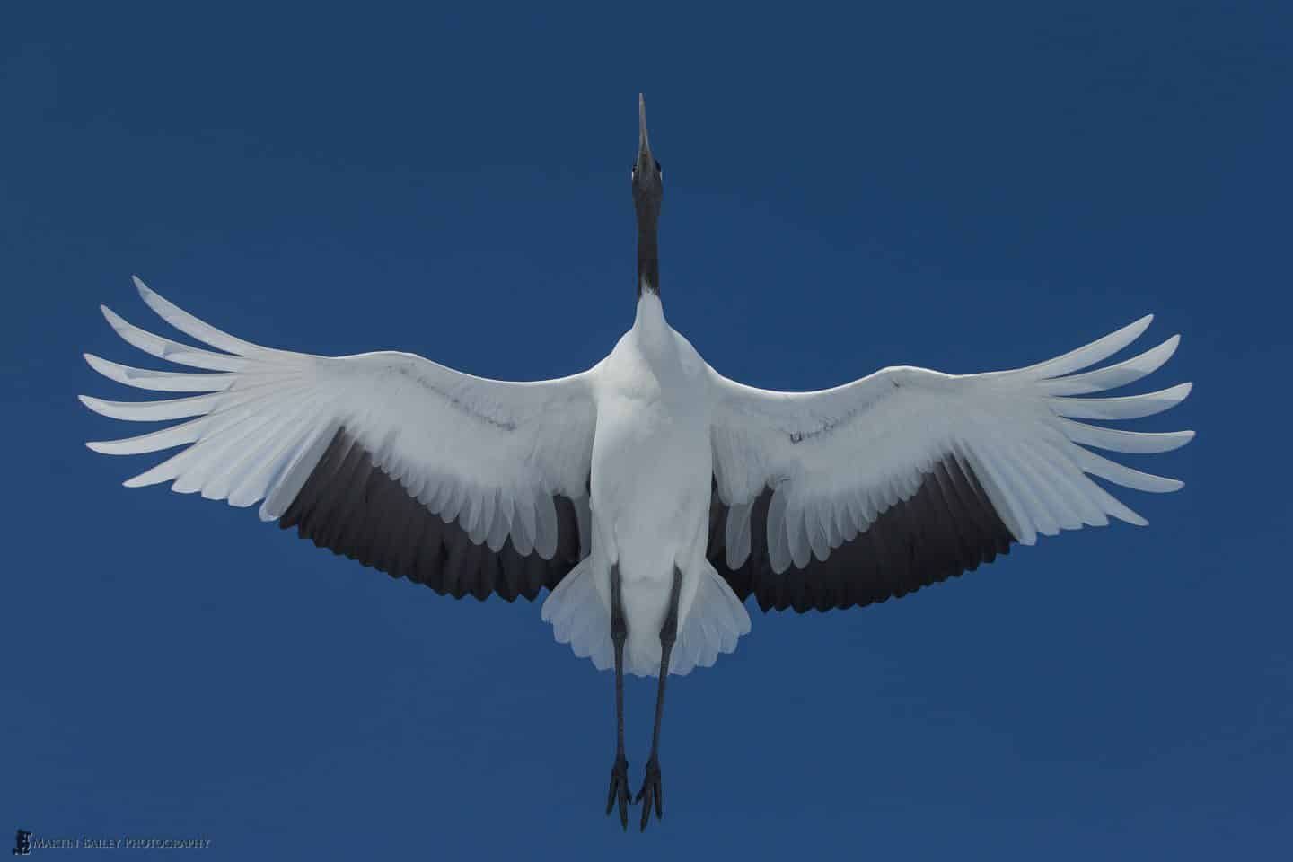 Red-Crowned Crane Flyover