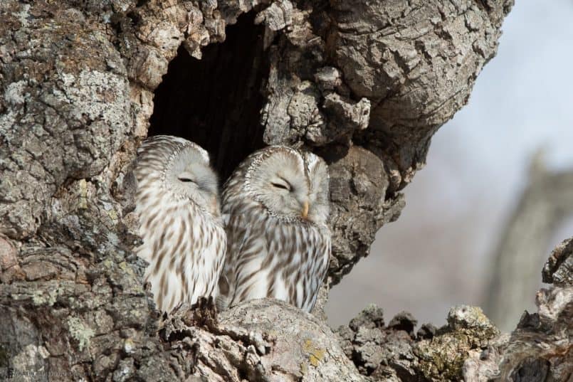 Ural Owl Pair