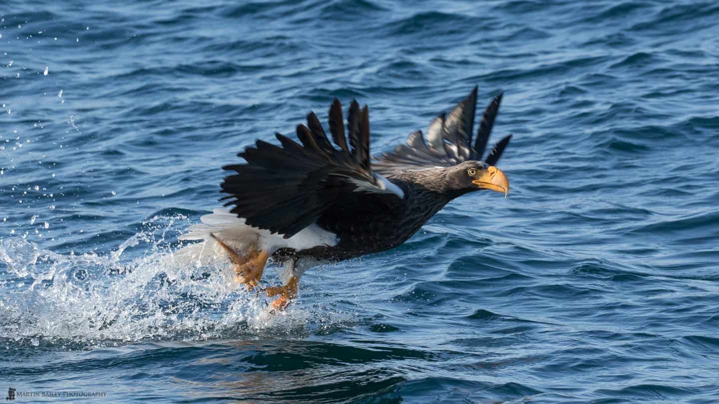 Steller's Sea Eagle at Work