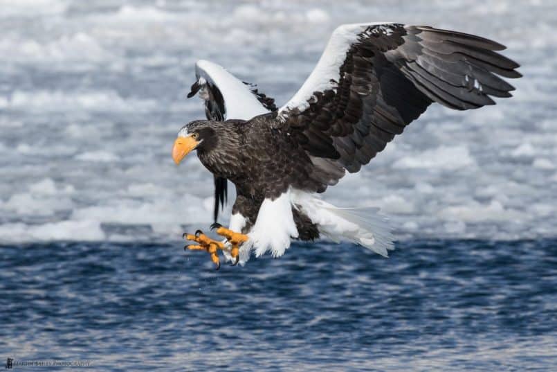 Steller's Sea Eagle Preparing for Attack