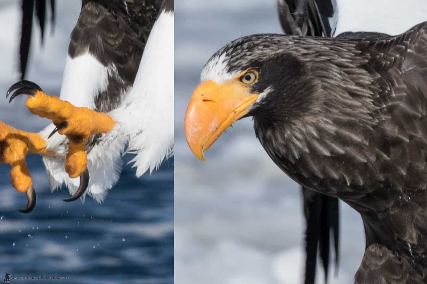 Steller's Sea Eagle 100% Crop