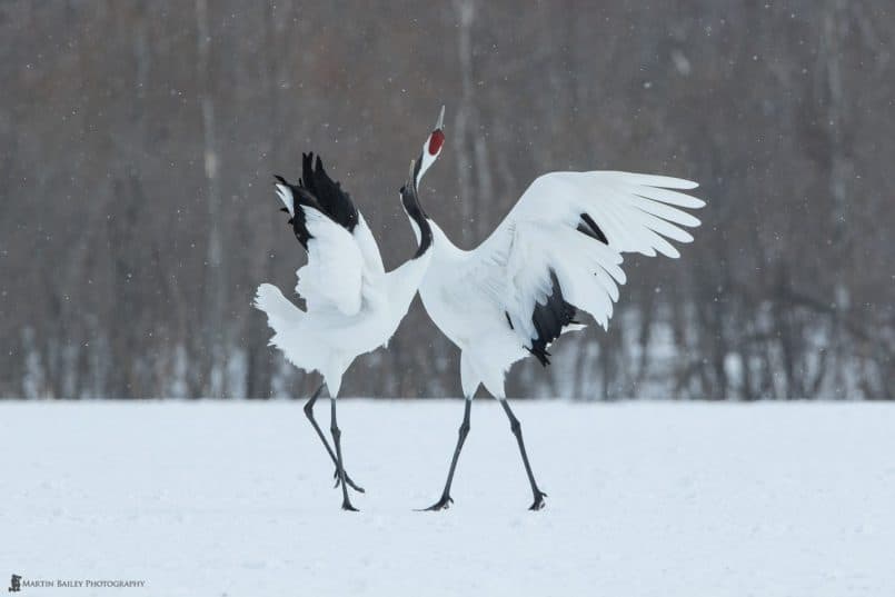 Cranes' Dance