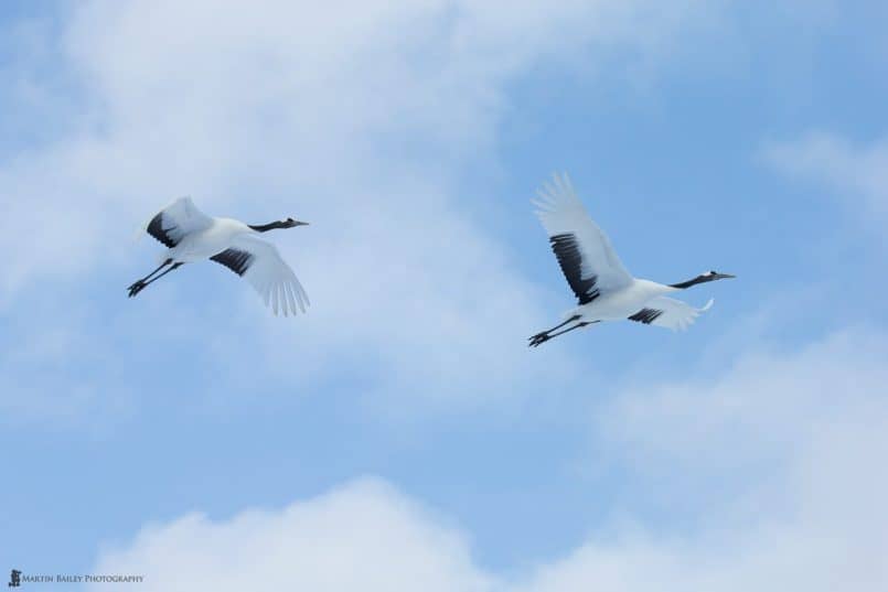 Cranes' Flight