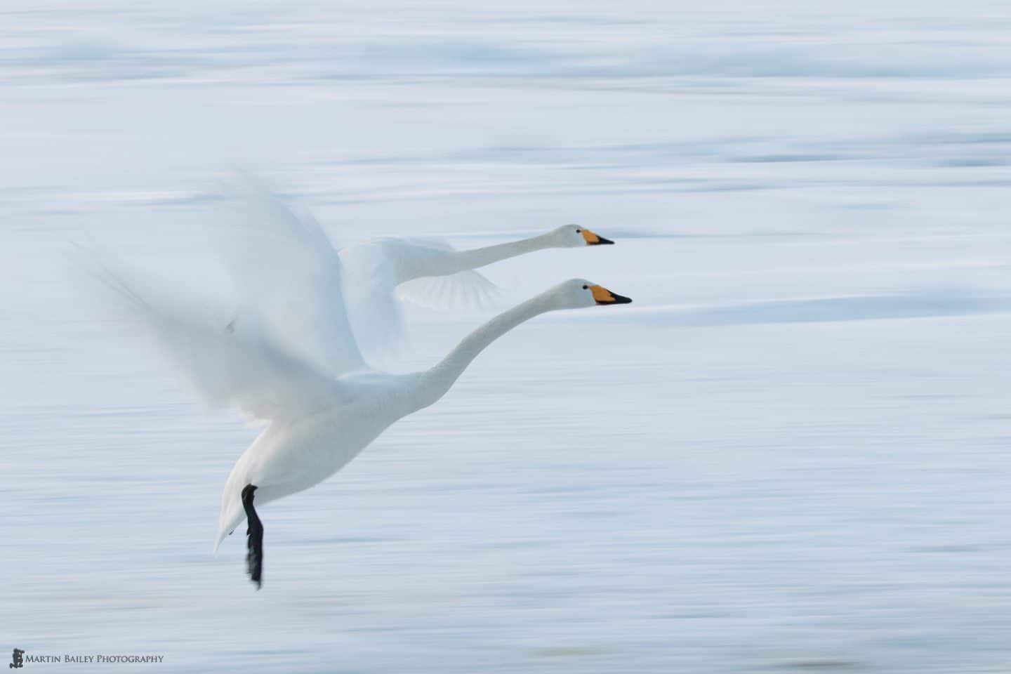 Neck and Neck Whooper Swans