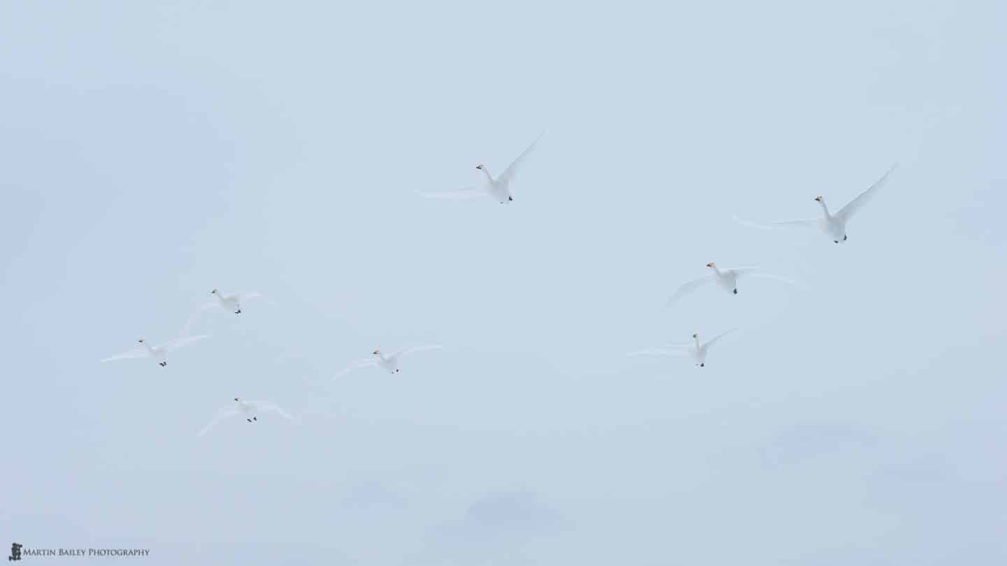 Whooper Swans with Misty Mountains