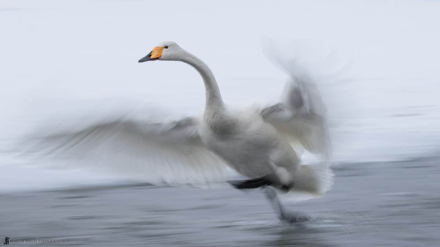 Whooper Swan Dash