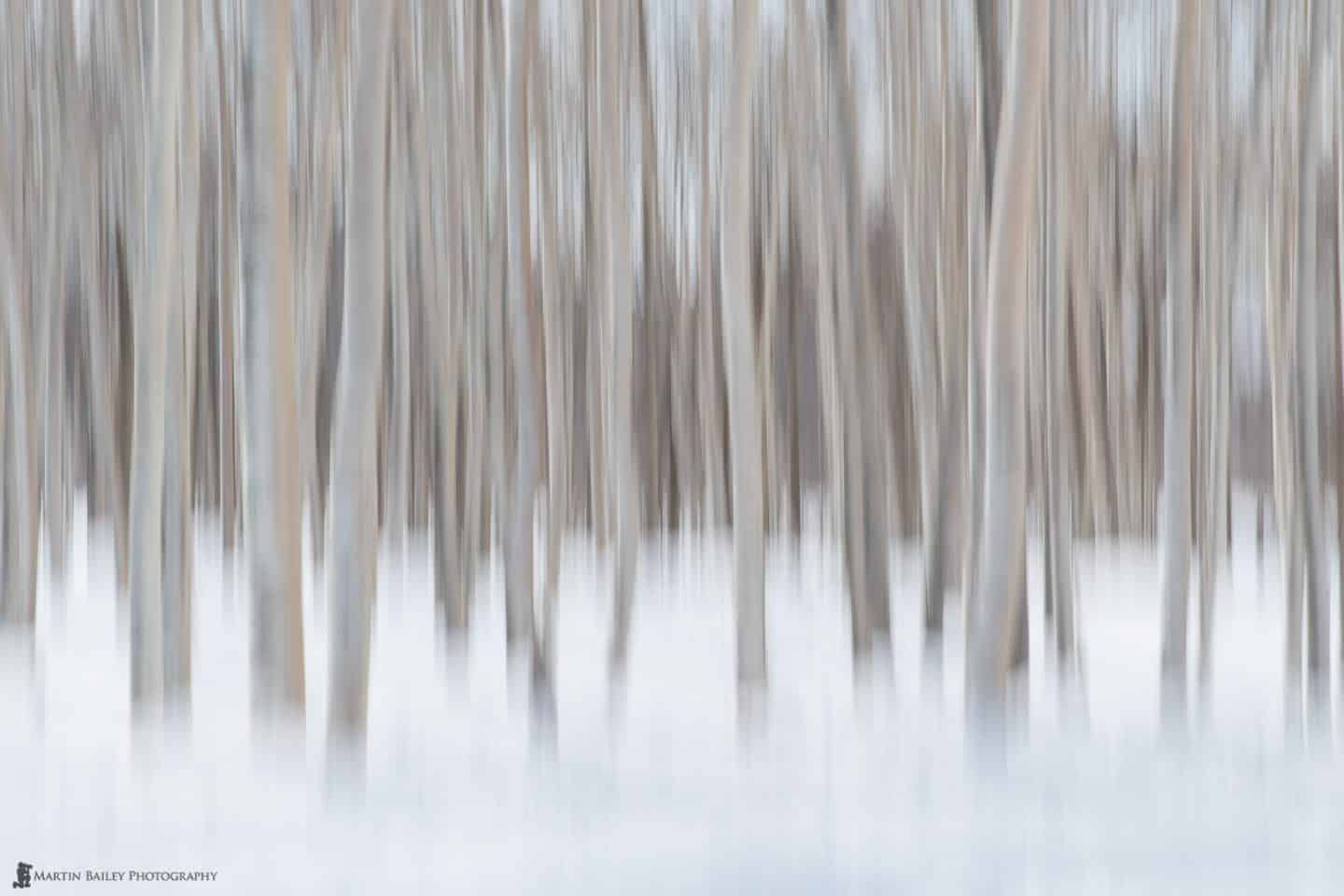 Birch Trees in Snow