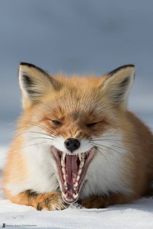 Fox's Yawn