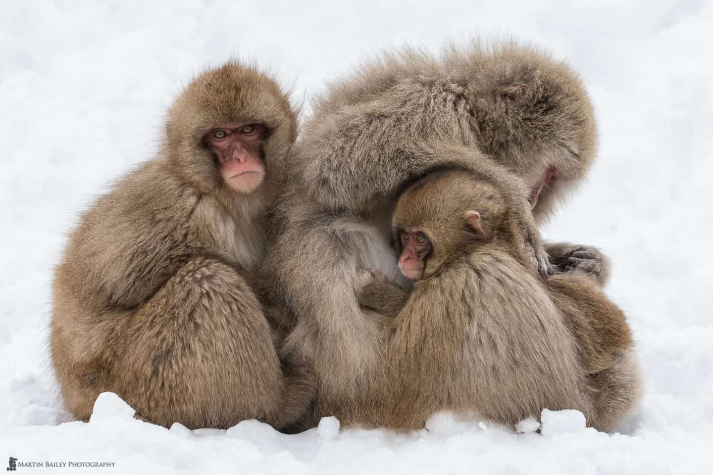 Snow Monkeys & Hokkaido 2015 Tour #2 Part 1 (Podcast 461)