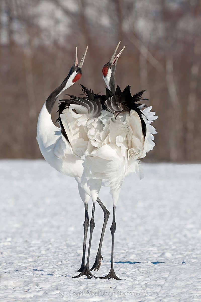Red Crowned Cranes