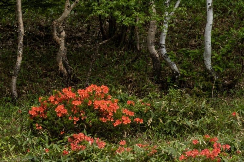 Birch and Rhododendron (100% crop)