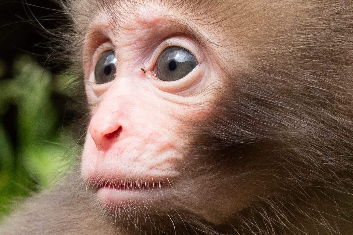 Six Week Old Snow Monkey (100% Crop)