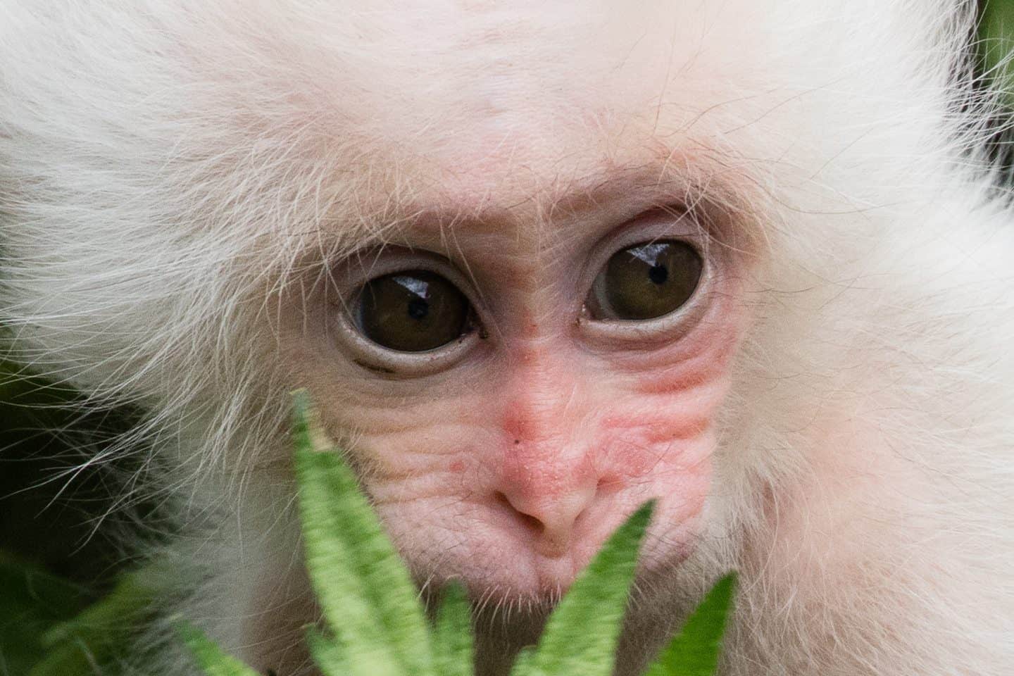 White Baby Snow Monkey (100% Crop)