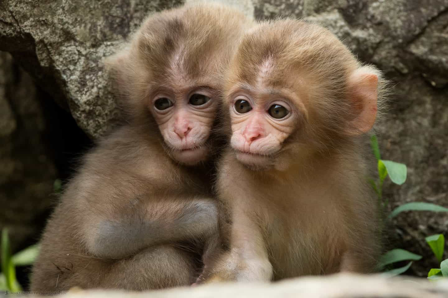 2 обезьянки